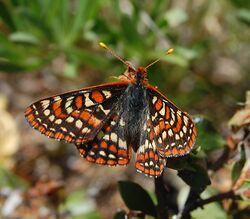 Bay Checkerspot f1.JPG