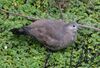 Black-winged ground dove.jpg