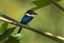 Blue-and-white Kingfisher - Halmahera S4E3732.jpg