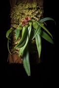 Bulbophyllum pictum C.S.P.Parish & Rchb.f., Trans. Linn. Soc. London 30 150 (1874) (43897590710).jpg
