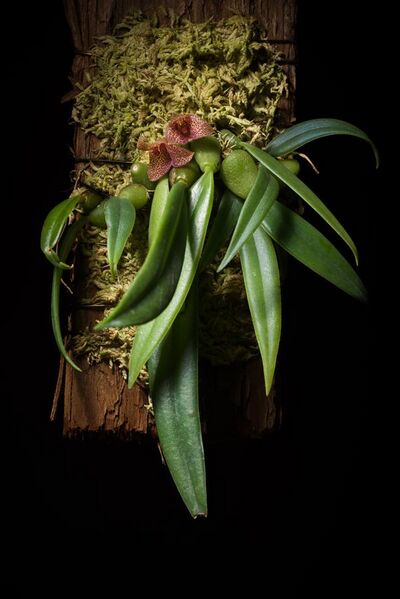 File:Bulbophyllum pictum C.S.P.Parish & Rchb.f., Trans. Linn. Soc. London 30 150 (1874) (43897590710).jpg