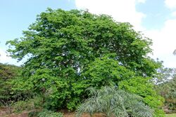 Bulnesia arborea - Mounts Botanical Garden - Palm Beach County, Florida -DSC03765.jpg