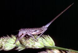 CSIRO ScienceImage 59 A Tympanop Grasshopper.jpg