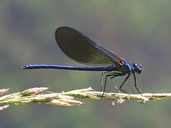 Calopteryx xanthostoma.jpg