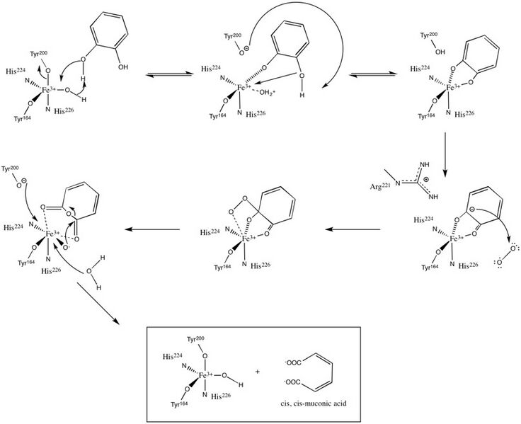 File:Catechol 1,2-dioxygenase Mechanism.jpg