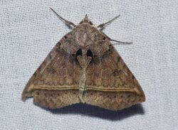 Celiptera frustulum - Black Bit Moth (14836116349).jpg