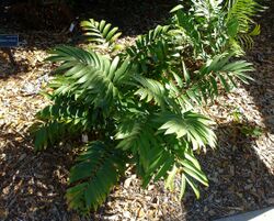 Ceratozamia microstrobila - Marie Selby Botanical Gardens - Sarasota, Florida - DSC01125.jpg