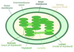 Chloroplast diagram.svg