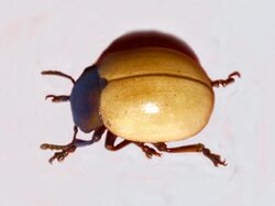 Chrysomelidae - Humba cyanicollis.jpg