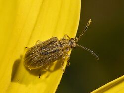 Chrysomelidae - Ophraella communa.JPG