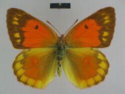 Colias caucasica caucasica female Paralectotype 01 dorsal side MNHU.jpg