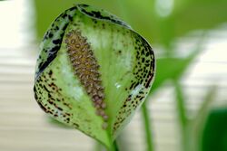 Colletogyne perrieri inflorescence.jpg