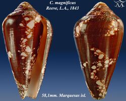 Conus magnificus 2.jpg