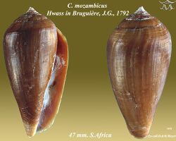 Conus mozambicus 1.jpg