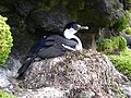 Cormoran de Crozet à la pointe du Bougainville.jpg