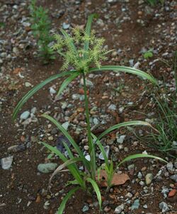 Cyperus odoratus 1.jpg