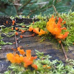 Dacrymyces palmatus - orange jelly fungus.jpg