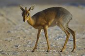 Damara-dik-dik.jpg