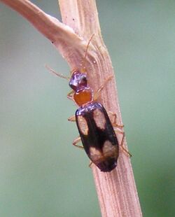 Dromius-quadrimaculatus-Beetle-20100730a.jpg