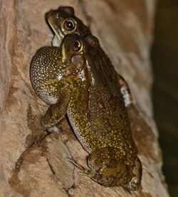 Eastern Olive Toads (Amietophrynus garmani) (11839254383).jpg