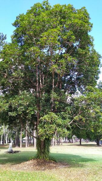 File:Elaeocarpus bancroftii.jpg