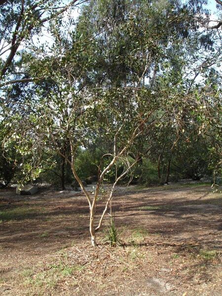 File:Eucalyptus platypus.jpg