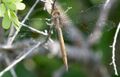 Evening Skimmer. Tholymis citrina - Flickr - gailhampshire (2).jpg