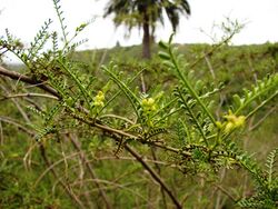 Fabaceae - Adesmia balsamica Bertero ex Colla (Fundación JBN de Viña del Mar).jpg