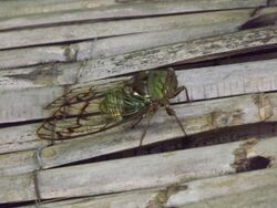 Fidicina mannifera in French Guyana.jpg