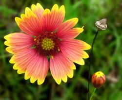 Firewheel or Indian Blanket -- Gaillardia pulchella.jpg