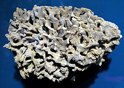 Fistulipora neglecta fossil bryozoan (Silurian; near Waldron, Indiana, USA) (15209549272).jpg
