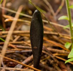 Geoglossum difforme 465236.jpg