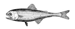 Gonichthys cocco.jpg