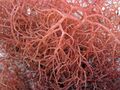 Gracilaria tikvahiae (graceful redweed) (Cayo Costa Island, Florida, USA) 3 (24022495910).jpg