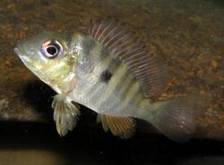 Gymnogeophagus balzanii (1).JPG