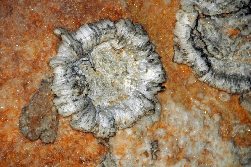 File:Gypsum speleothem (Cleaveland Avenue, Mammoth Cave.jpg