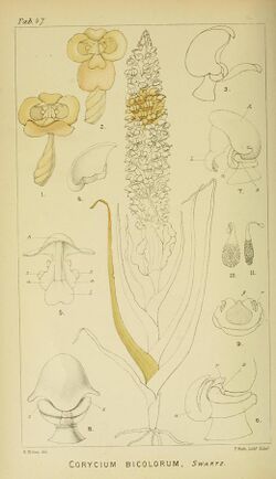 Harry Bolus - Orchids of South Africa - volume I plate 047 (1896).jpg