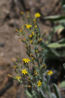 Hieracium horridum.jpg