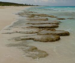 Highborme Cay-Stromatolite-04 (cropped) 2.jpg