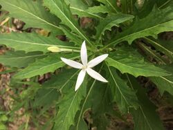 Hippobroma longiflora Belize 2018 2.jpeg