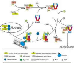 Hsp90 cycle SHR.jpg