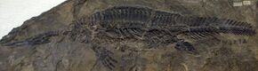 HupehsuchusNanchangensis-PaleozoologicalMuseumOfChina-May23-08.jpg