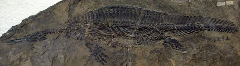 File:HupehsuchusNanchangensis-PaleozoologicalMuseumOfChina-May23-08.jpg