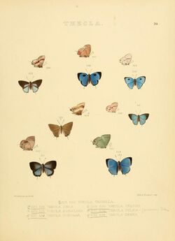 Illustrations of diurnal Lepidoptera 70.jpg