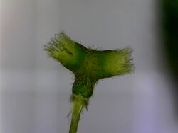 Indian acalypha (Acalypha indica) inflorescence hood.jpg
