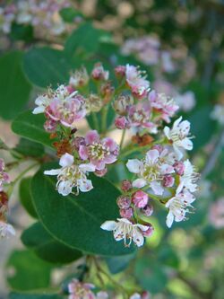 Irga rozowa Cotoneaster roseus.jpg