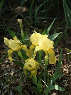 Iris lutescens (yellow form).jpg