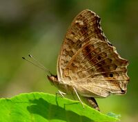 Junonia lemonias DSF by Kadavoor.JPG