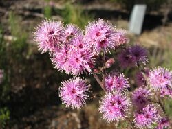 Kunzea parvifolia.jpg