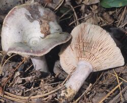 Lactarius paradoxus 112686.jpg